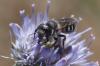 Osmia sp.